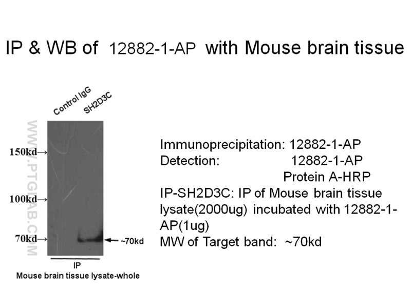 SH2D3C-Antibody-12882-1-AP-IP-564.jpg