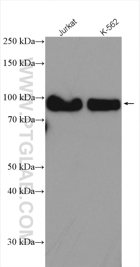 SP1 Antibody WB Jurkat cells 21962-1-AP