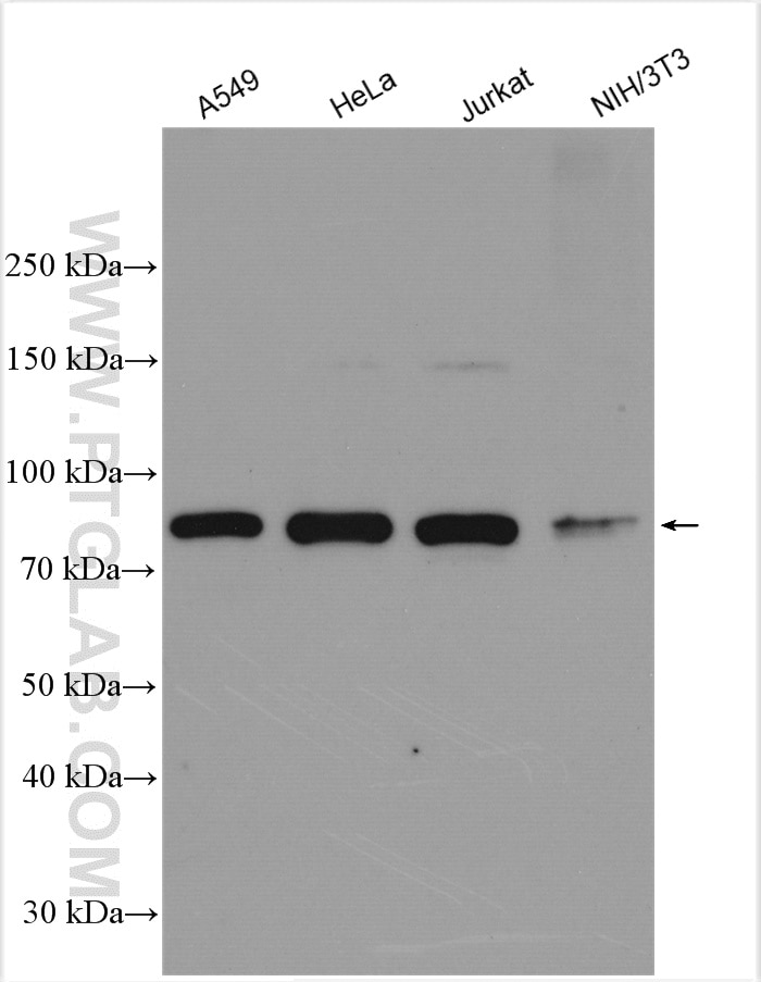 STAT3 Antibody WB A549 cells 10253-2-AP