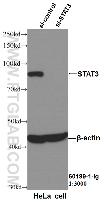 STAT3 Antibody WB HeLa cells 60199-1-Ig