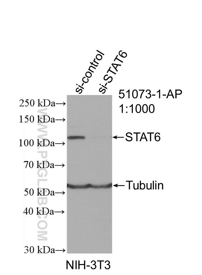 STAT6 Antibody WB NIH/3T3 cells 51073-1-AP