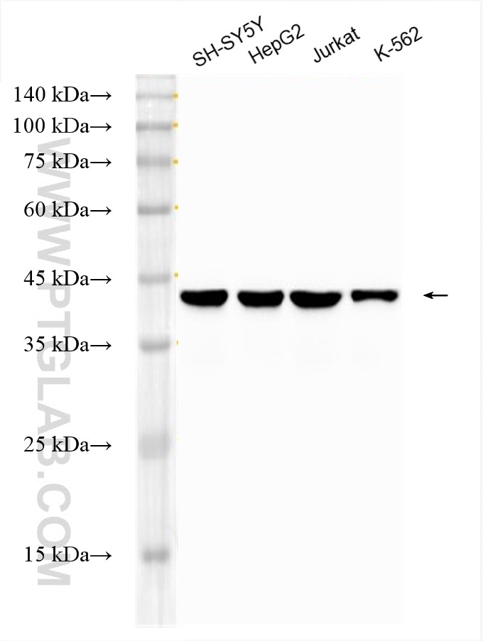 HRP-60019