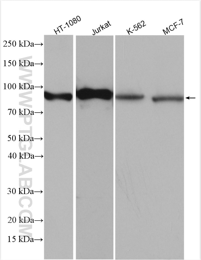 Cd71 Antibody 2 Ap Proteintech Cd71 Antibody 2 Ap Proteintech