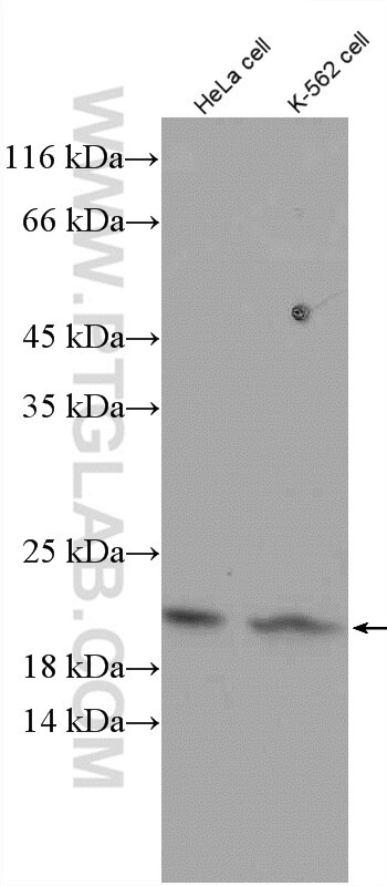 Tom22 Antibody WB HeLa cells 11278-1-AP