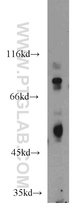 P53 Antibody WB NIH/3T3 cells 21891-1-AP