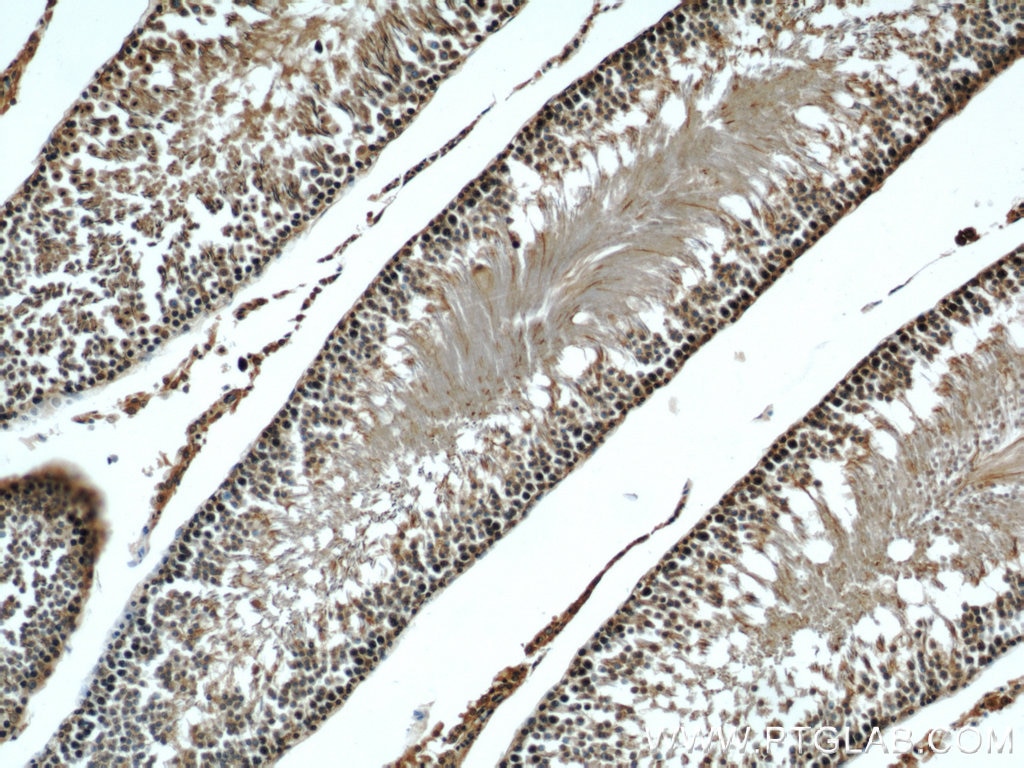 Beta Tubulin Antibody IHC rat testis tissue 10094-1-AP