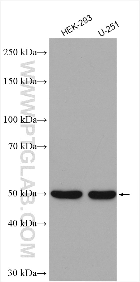 Beta Tubulin Antibody WB HEK-293 cells 10094-1-AP