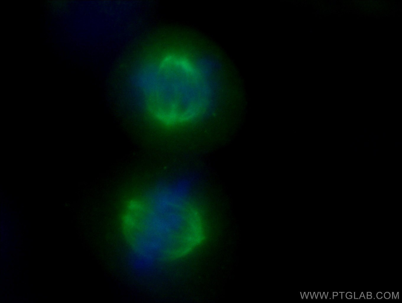 Beta Tubulin Antibody IF HepG2 cells 10068-1-AP