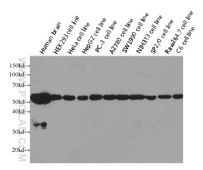 Alpha Tubulin Antibody WB multi-cells/tissue HRP-66031