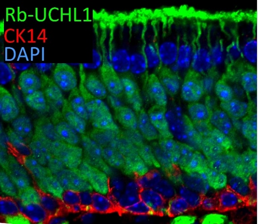 IF result of UCHL1 (14730-1-AP, 1:300) with 1% PLP fixed adult mouse olfactory epithelium. (Red: CK14; Green: UCHL1; Blue: DAPI). By Brian Lin, Tufts University