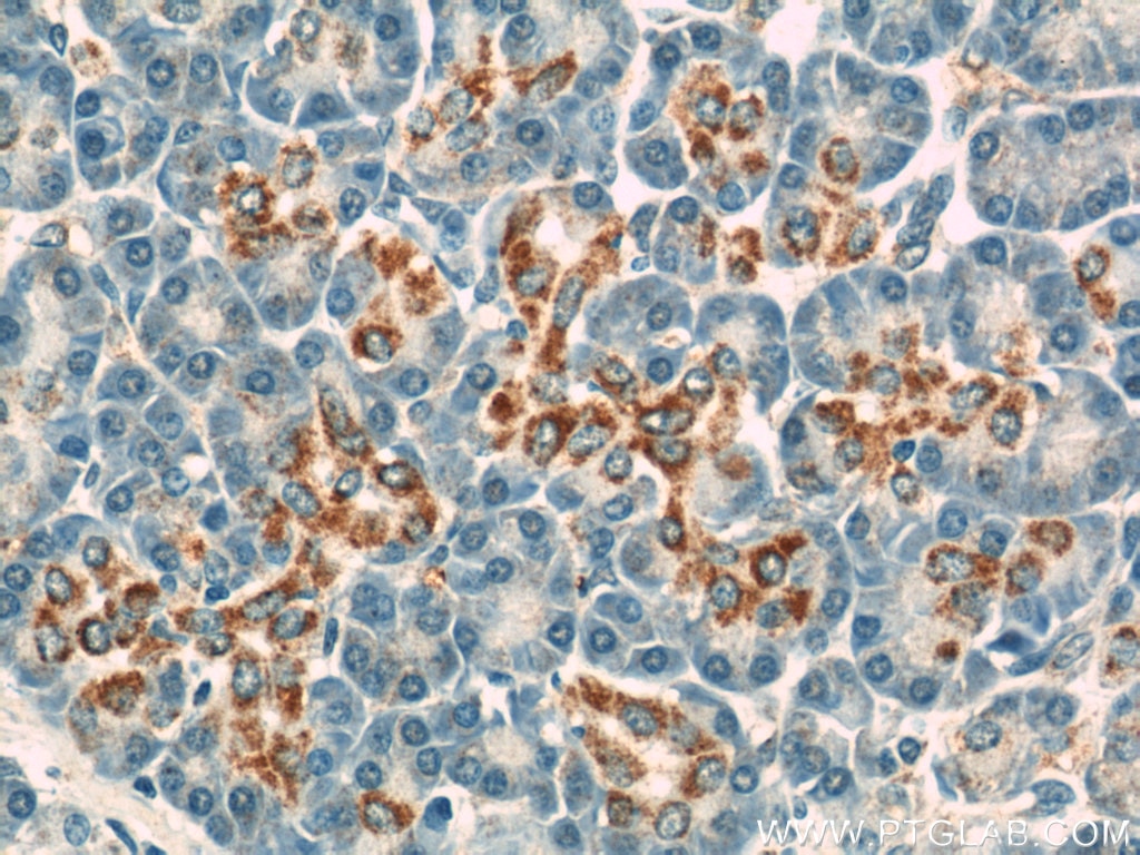 IHC staining of paraffin-embedded human pancreas using VDAC1/Porin antibody (10866-1-AP) at a dilution of 1:50 (40x objective)