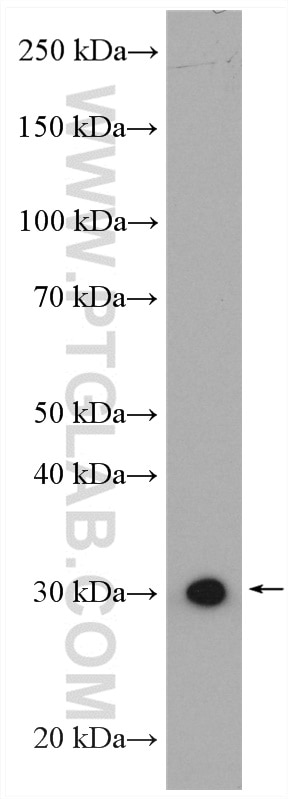 VDAC3 Antibody WB mouse heart tissue 14451-1-AP