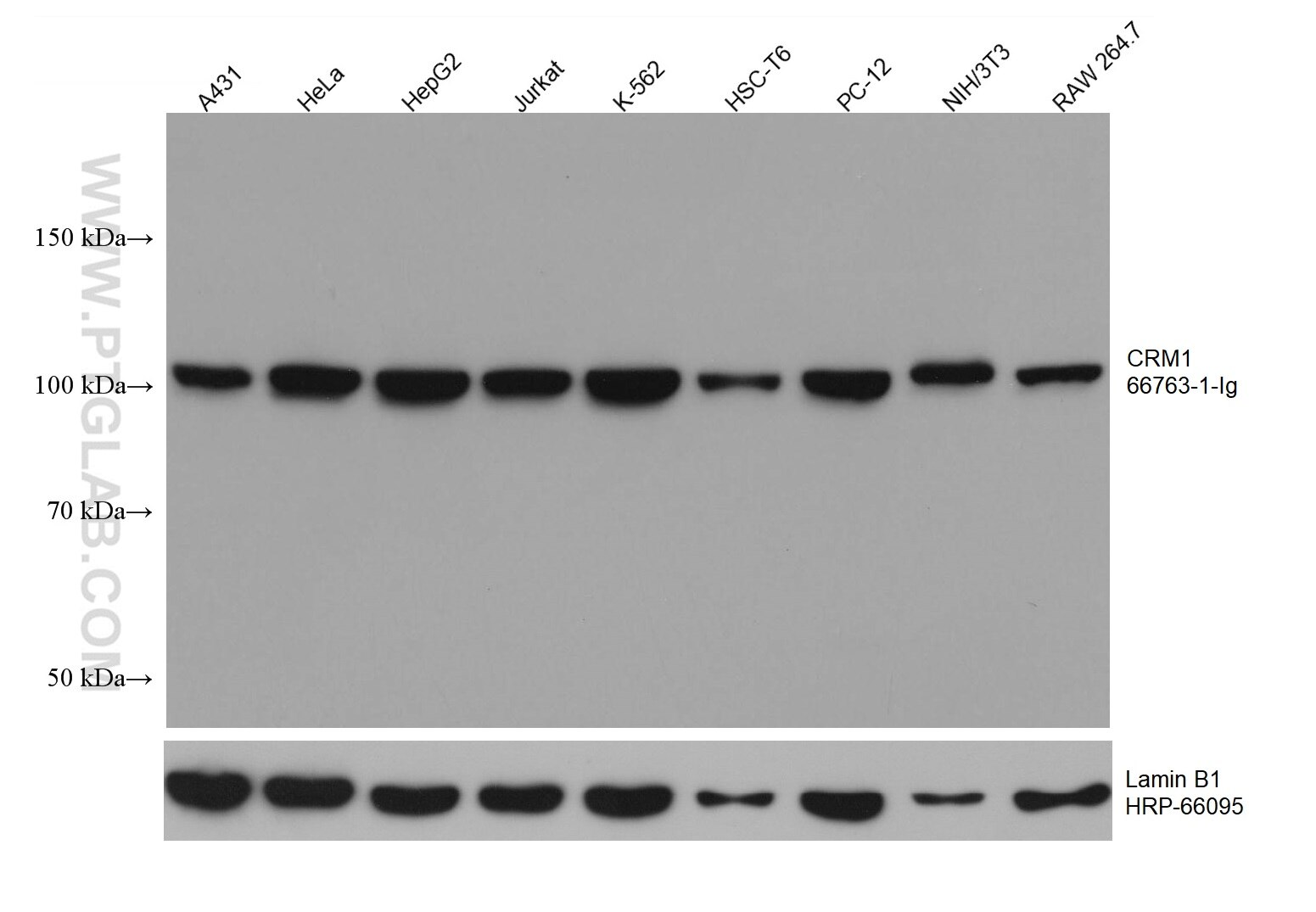 CRM1 Antibody WB A431 cells 66763-1-Ig
