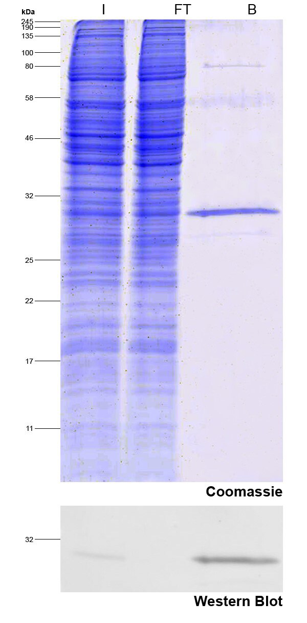 Immunoprecipitation of Spot-tagged protein.