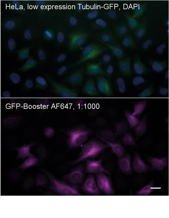 Immunostaining of Tubulin-GFP: HeLa cells low expressing Tubulin-GFP. Top: GFP signal of Tubulin-GFP (green) and DAPI stain (blue); Bottom: Tubulin-GFP detection by GFP-Booster coupled to Alexa Fluor 647.