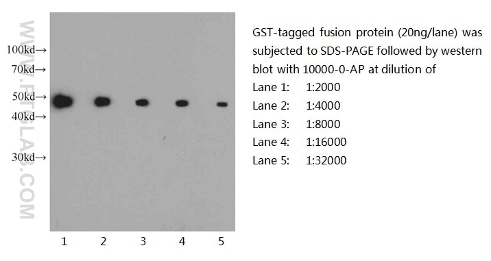 GST Tag Antibody WB recombinant protein  10000-0-AP