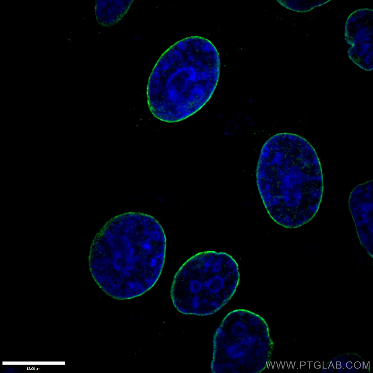 Lamin A/C antibody validated in IF