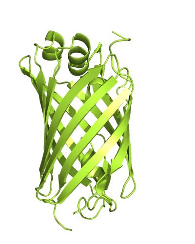 Structure of mNeonGreen.