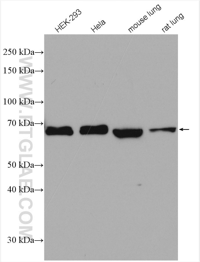 NF-κB p65 Antibody WB HEK-293 cells 10745-1-AP