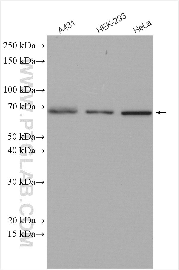 NF-κB p65 Antibody WB A431 cells 10745-1-AP