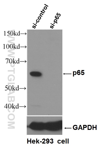 NF-κB p65 Antibody WB Hek-293 cells 10745-1-AP