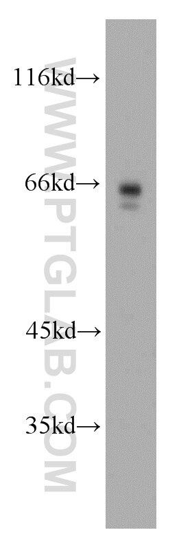 NF-κB p65 Antibody WB NIH/3T3 cells 10745-1-AP