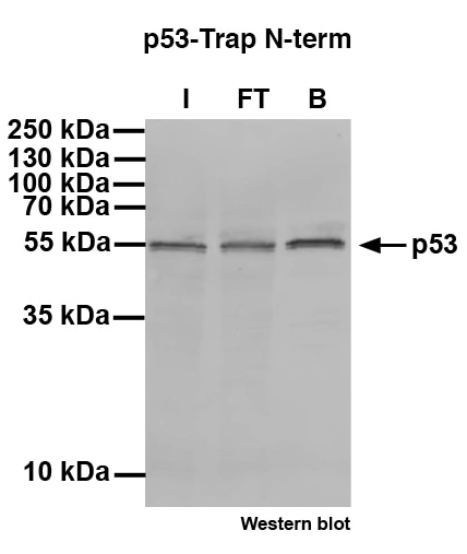p53-N-term-Trap for immunoprecipitation of p53 isoform alpha, beta and gamma.I: Input, FT: Flow-through, B: Bound.