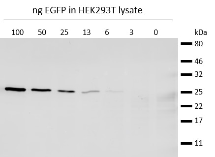 Western blot analysis of EGFP (EGFP-250, ChromoTek) added to HEK293T cell lysate. Detection with anti-GFP mouse IgG 1 antibody and alpaca anti-mouse IgG1 VHH Alexa Fluor? 647.