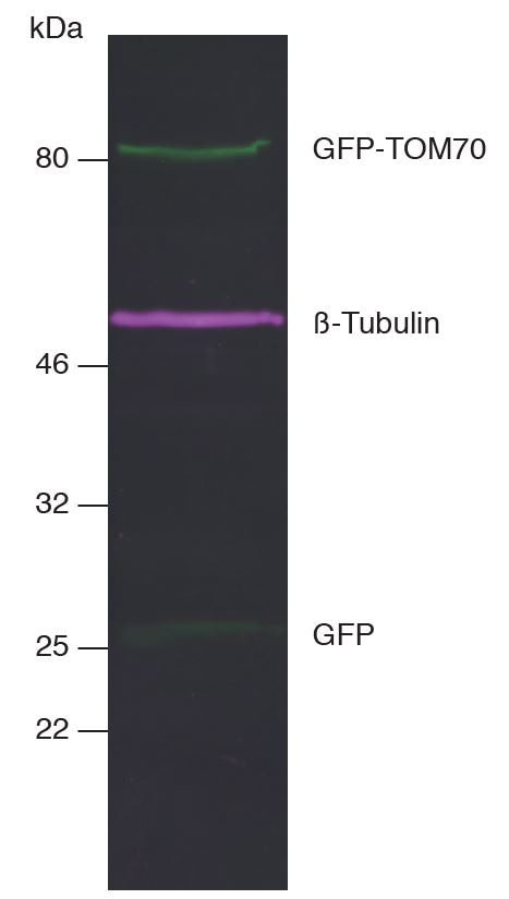 Multiple Nano-Secondaries can be applied for multiplex fluorescent Western blotting. This allows multiple targets to be analyzed simultaneously on the same blot at the same time. Multiplex fluorescent Western blot of GFP-TOM70, ?-Tubulin, and GFP in HEK293T cell lysate. Western blot membrane was simultaneously incubated with primary antibodies and Nano-Secondaries. Green: rabbit anti-GFP (ChromoTek PABG1) + alpaca anti-rabbit IgG VHH Alexa Fluor? 488. Magenta: mouse anti-?-Tubulin + alpaca anti-mouse IgG2b VHH Alexa Fluor? 647.