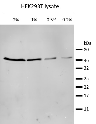 Western blot analysis of endogenous ?-Tubulin in HEK293T cell lysate. Detection with mouse anti-?-Tubulin antibody and alpaca anti-mouse IgG2b VHH Alexa Fluor? 647.