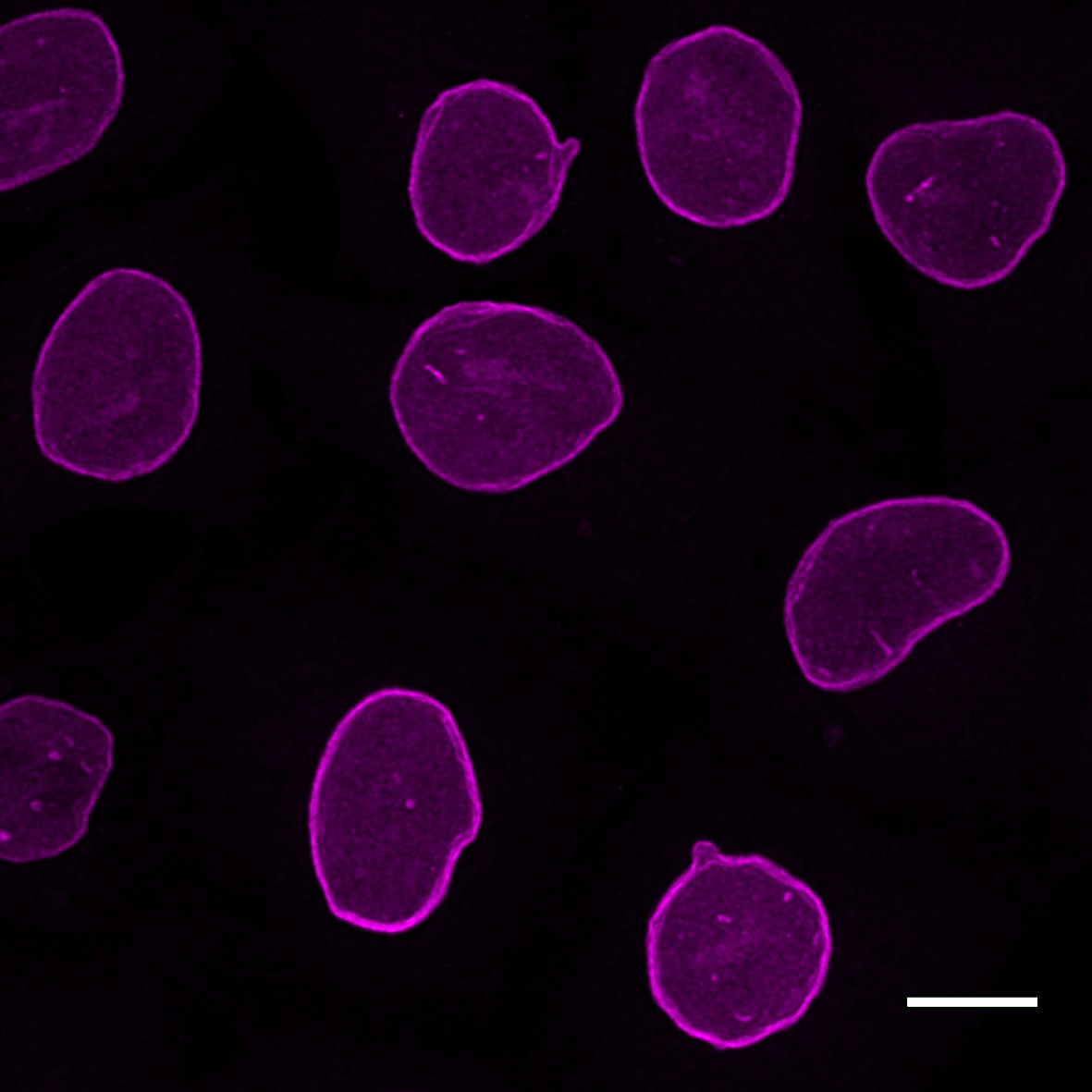 HeLa cells were immunostained with mouse IgG3 anti-Lamin A/C antibody + alpaca anti-mouse IgG3 VHH Alexa Fluor? 647 (magenta). Scale bar, 10 μm. Images were recorded at the Core Facility Bioimaging at the Biomedical Center, LMU Munich.