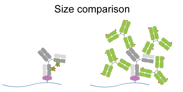 Higher resolution with anti-mouse IgG3 Nano-Secondary compared to conventional secondary antibodies. Left: Formation of a small, precise complex of Nanobodies (green) & primary antibody (grey). Right: Formation of a large, arbitrary complex of multiple polyclonal secondaries (green) & primary antibody.