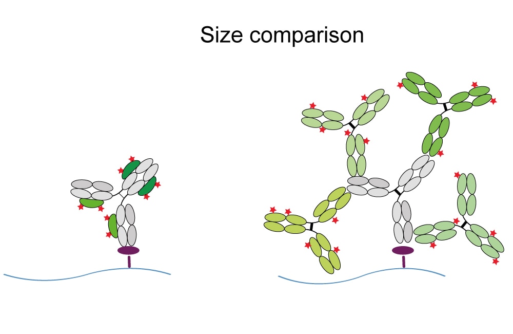 Higher resolution with anti-rabbit IgG Nano-Secondaries compared to conventional secondary antibodies: Left: Formation of a small, precise complex of Nanobodies (green) & primary antibody (grey). Right: Formation of a large, arbitrary complex of multiple polyclonal secondaries (green) & primary rabbit antibody.