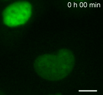 Time-lapse imaging of HeLa cells expressing the Histone-Chromobody: HeLa cells expressing Histone-Chromobody throughout the cell cycle. Interphase chromatin, chromatin condensation and mitotic chromosomes are visible. Scale bar, 10 µm