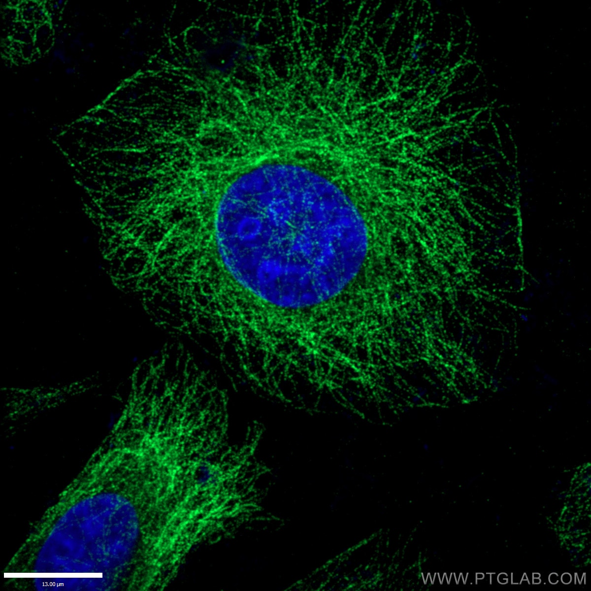 Alpha Tubulin Antibody IF HepG2 cells 66031-1-Ig