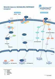 Proteintech Wnt signaling pathway