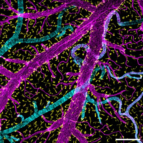 Microscopy image by Nele Sterczyk