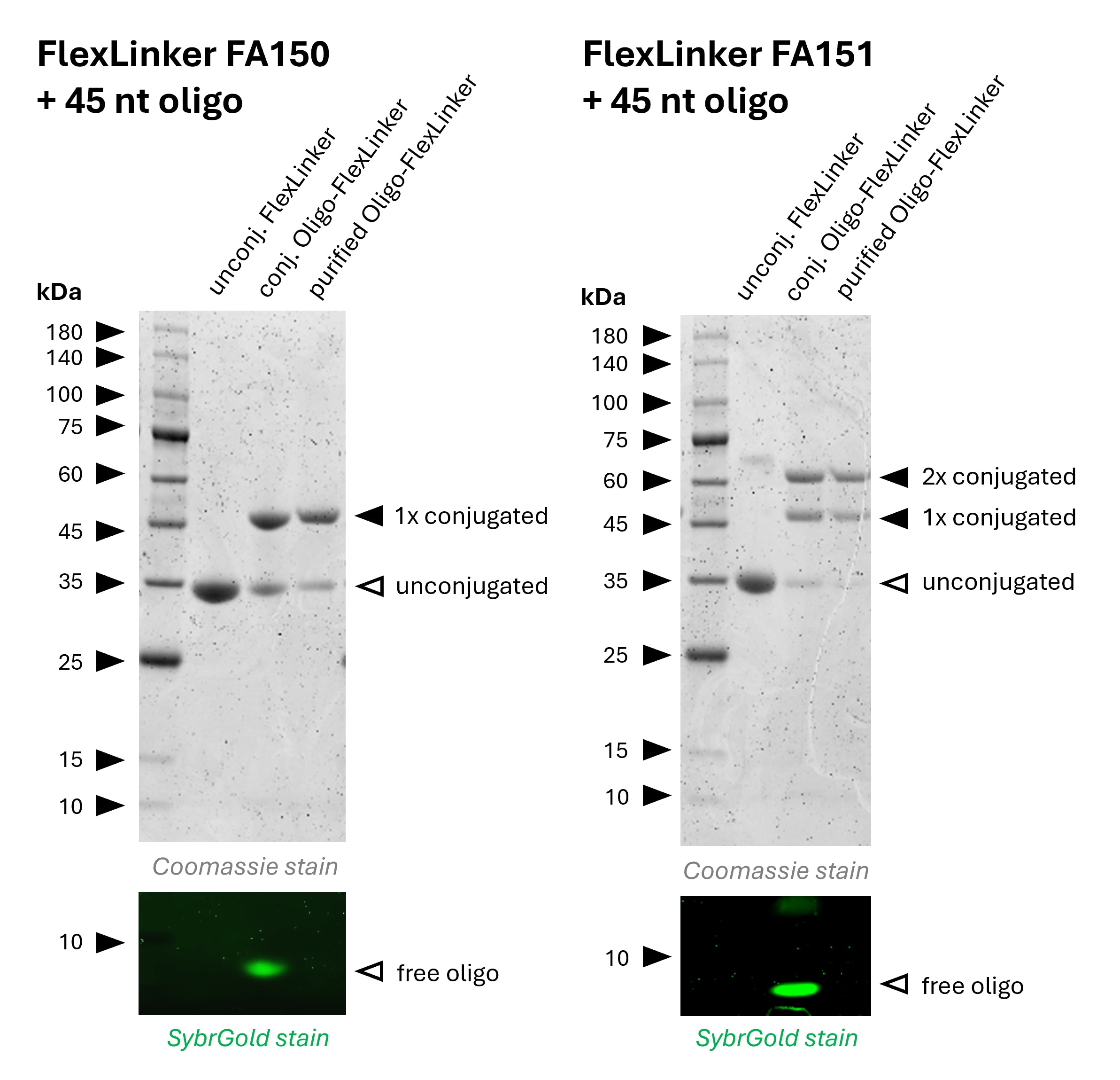Gel analysis of rabbit IgG Oligo-FlexLinker showing unconjugated, conjugated, and purified FlexLinker bands.