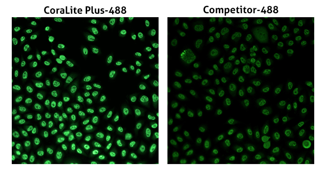 CoraLite Plus 488 IF validation comparison with competitor's 488