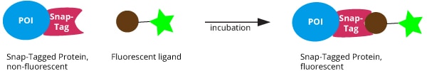 How SNAP-tag and CLIP-tag work