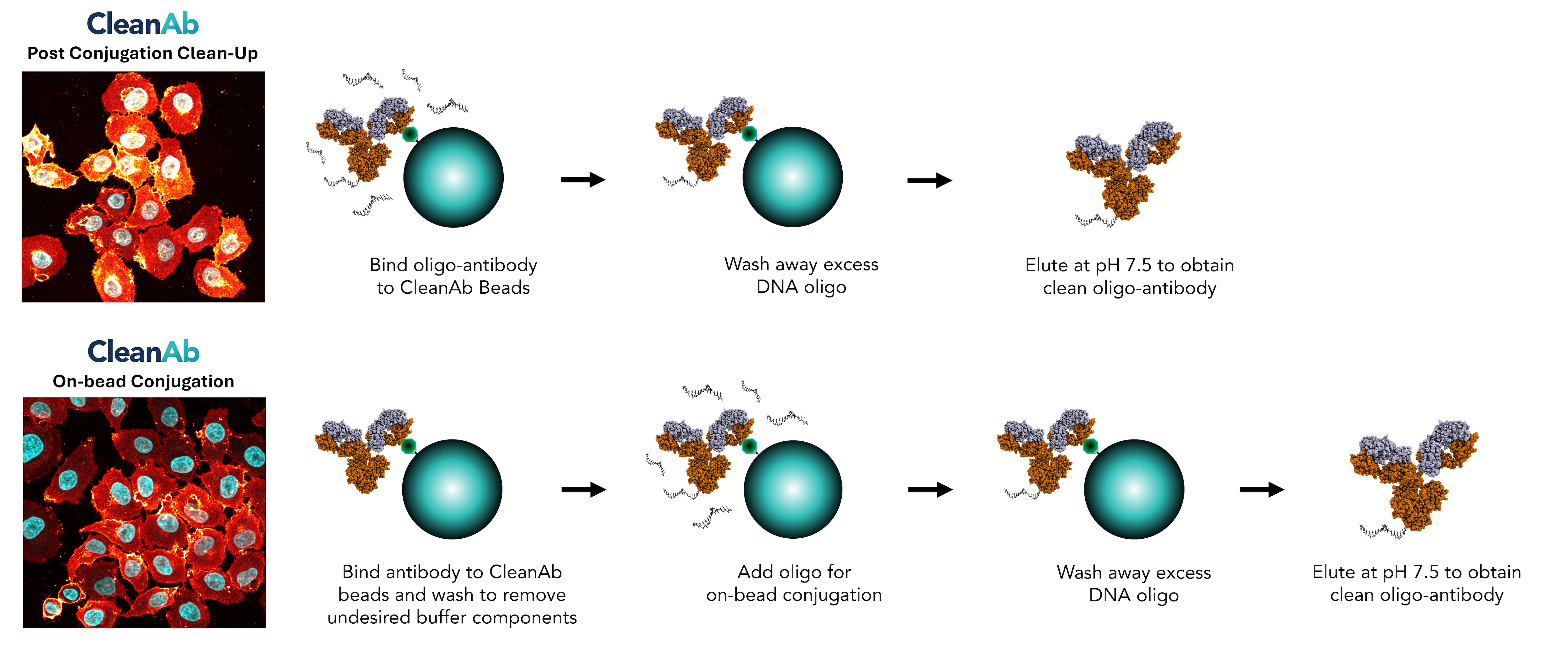 Diagram showing CleanAb Kit protocols for oligo-antibody conjugation and clean-up, illustrating post-conjugation and on-bead conjugation workflows with step-by-step process visuals