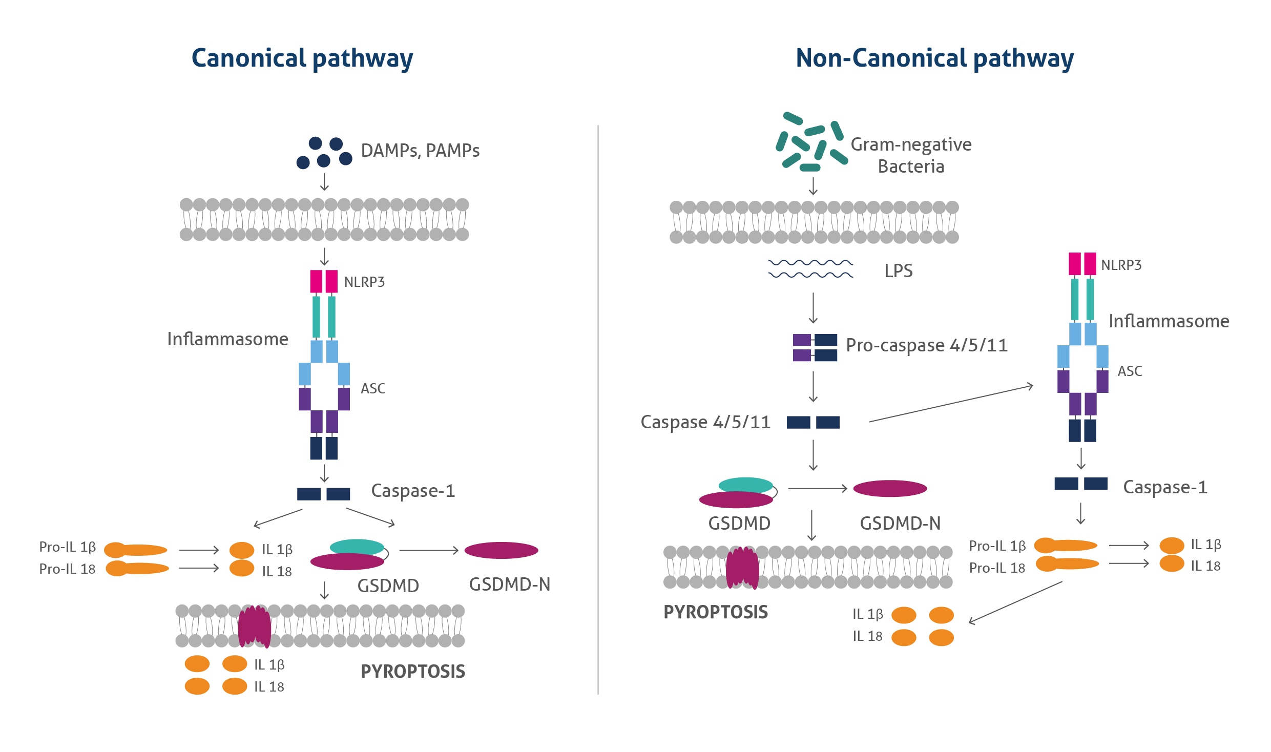 The canonical and noncanonical pyroptosis pathways