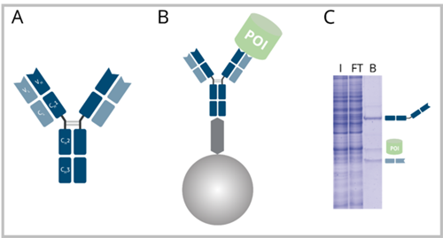 conventional antibody in immunoprecipitation