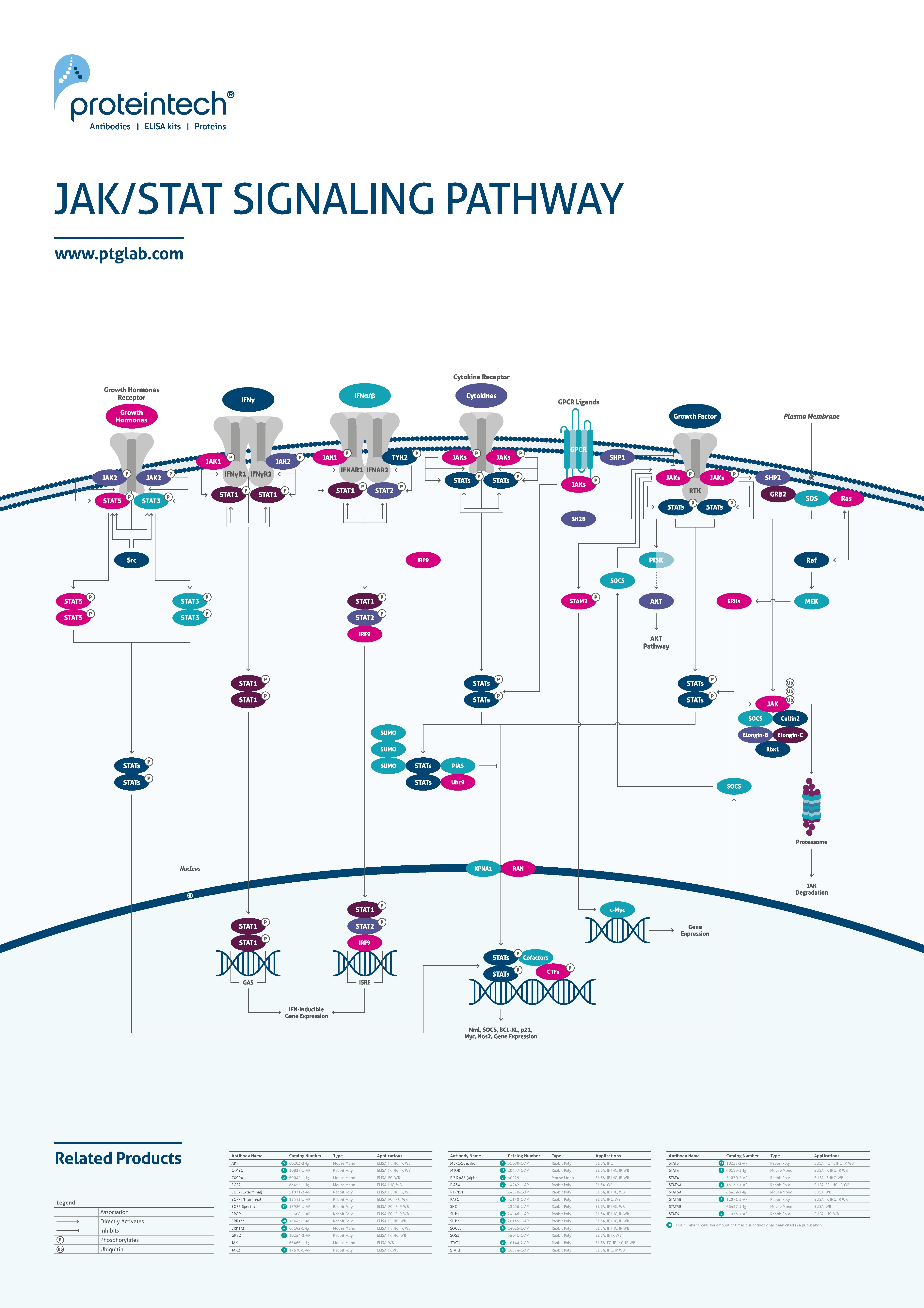 JAK/STAT signaling poster thumbnail