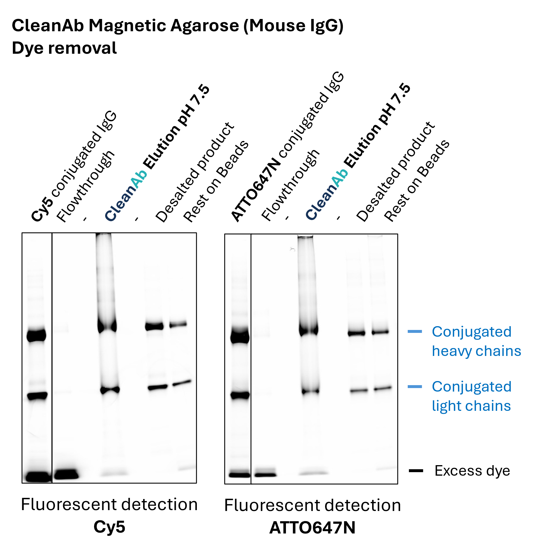 Graph showing dye removal efficiency from mouse IgG using CleanAb purification method