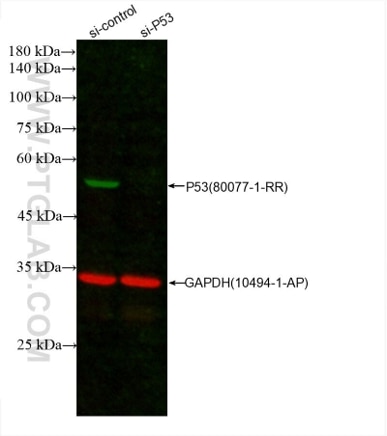  WB of A431 cell lysates: siRNA transfected A431 cell lysates were detected with anti-P53 antibody (80077-1-RR) labeled with FlexAble CoraLite Plus 550 Kit (KFA002, green) and  anti-GAPDH antibody (10494-1-AP) labeled with FlexAble CoraLite Plus 650 Kit (KFA003, red).