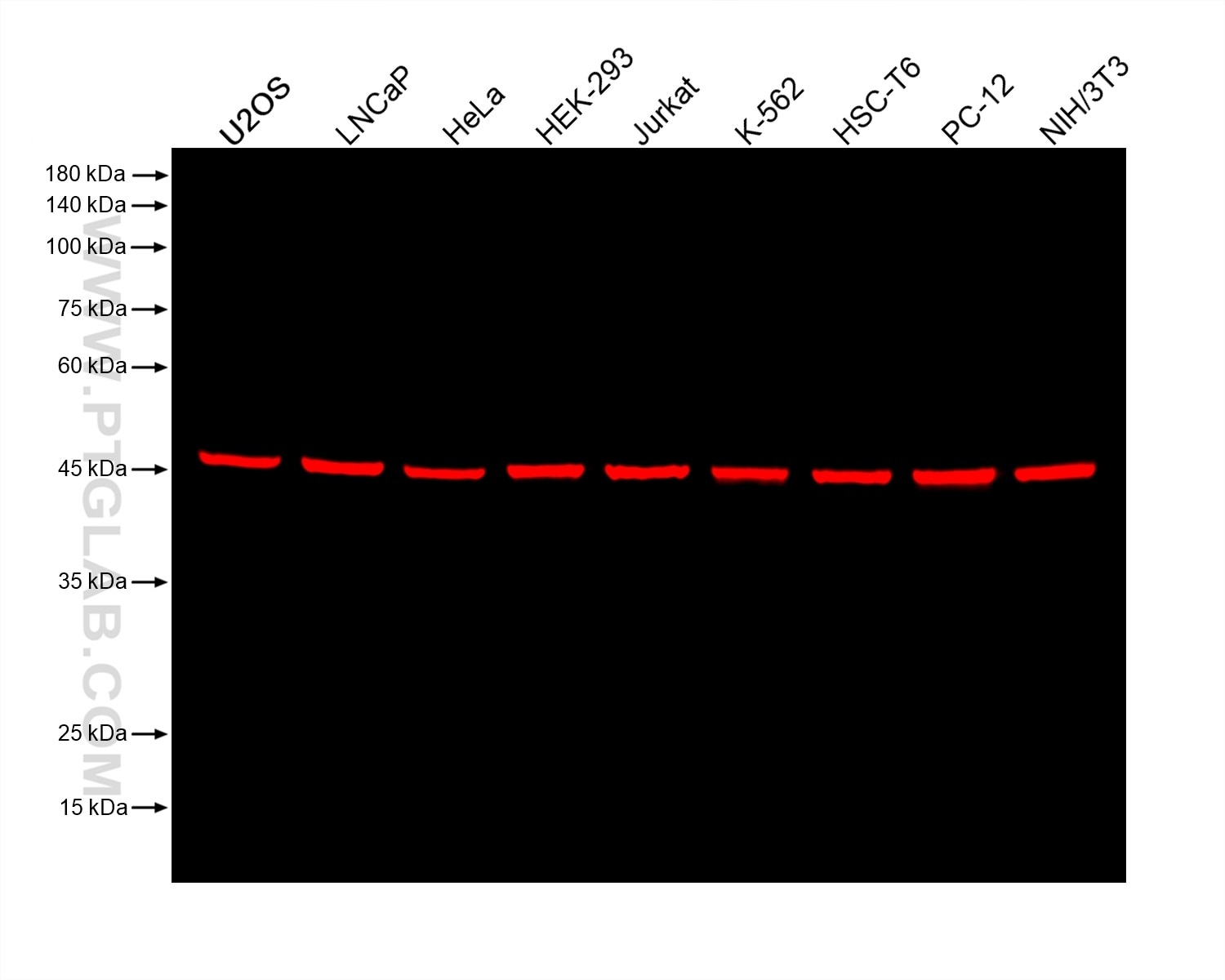 Various lysates were subjected to SDS-PAGE followed by western blot with anti-beta tubulin rabbit recombinant antibody (80713-1-RR) at a dilution of 1:20000. Multi-rAb CoraLite® Plus 750-Goat Anti-Rabbit Recombinant Secondary Antibody (H+L) (RGAR006) was used at a dilution of 1:10000 for detection.