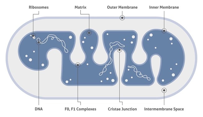 ミトコンドリアとその構成の図