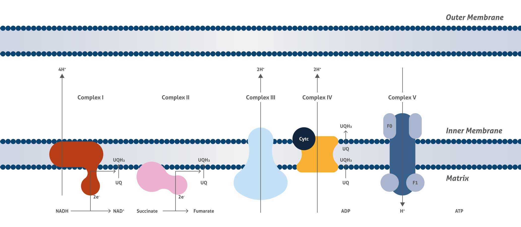 Diagram of the mitochondrial respiratory chain