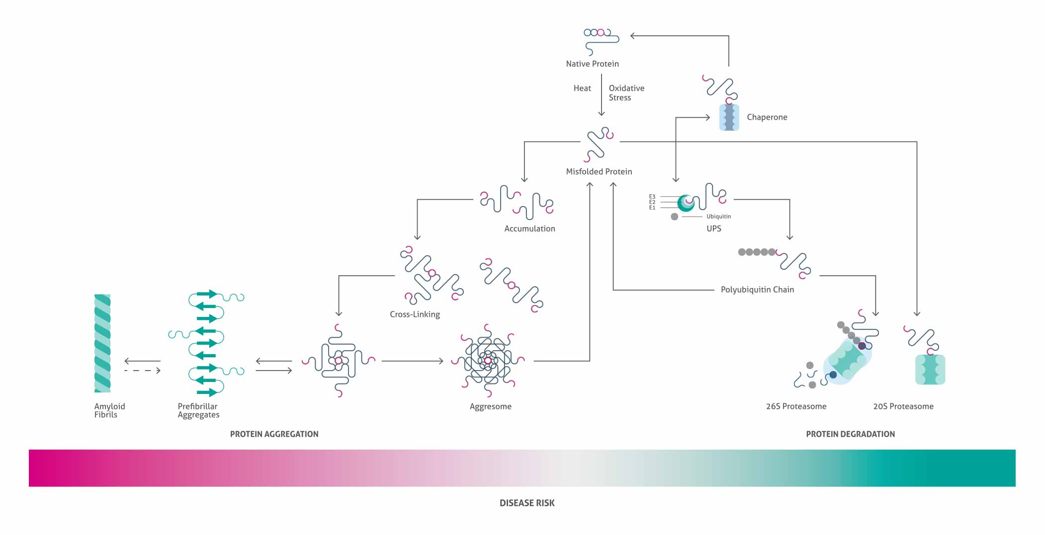 タンパク質フォールディングの恒常性を示す模式図